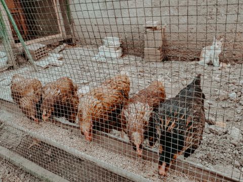 Alimentation des poules pondeuses : tableau par âge et saison