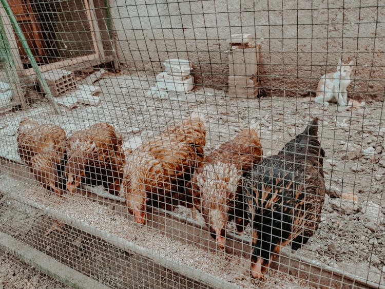 
A Close-Up Shot Of Chickens Eating Inside A Chicken Coop