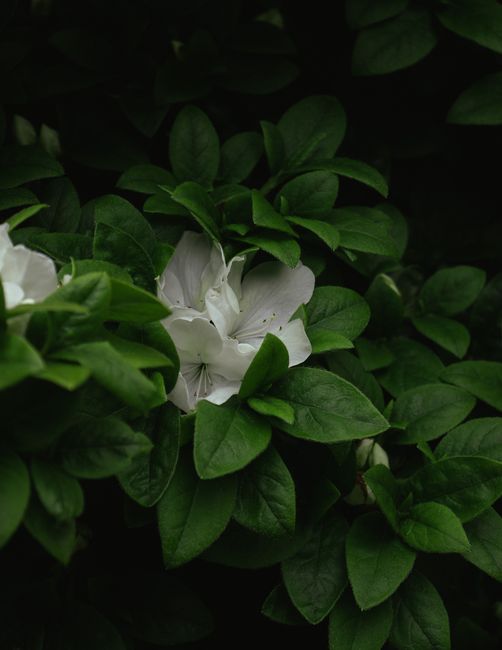 Detailed view of white azalea flowers surrounded by vibrant green leaves in natural setting.