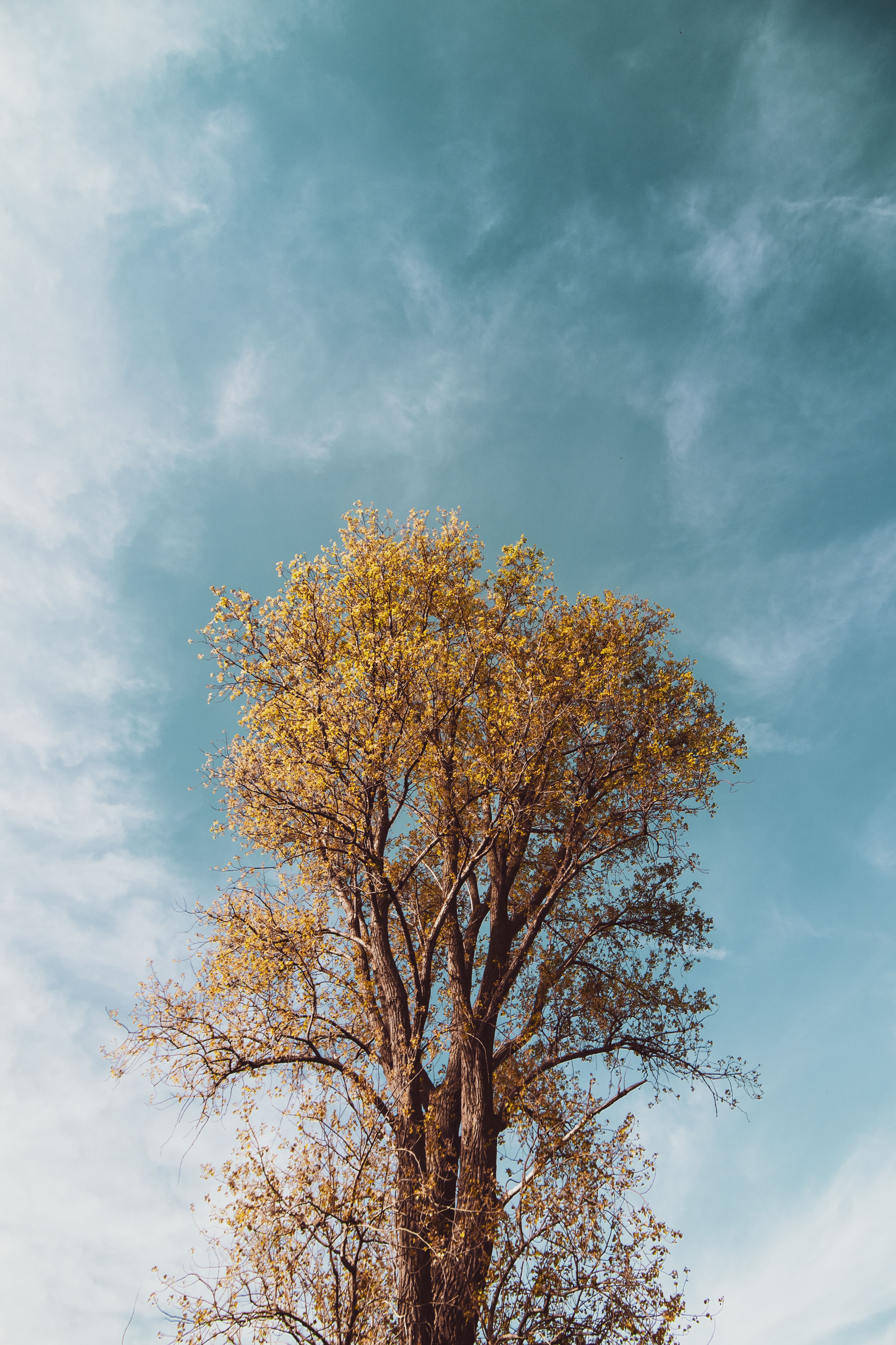 A Tree Across the Blue Sky · Free Stock Photo