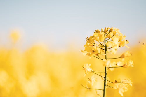 무료 노란 꽃, 식물, 식물군의 무료 스톡 사진