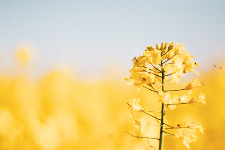 
A Close-Up Shot Of A Rapeseed Plant