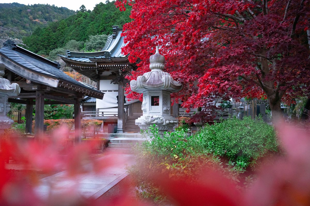 A traditional Japanese stone lantern surrounded by red maple trees in a Japanese garden, evoking the autumn colors of Koyasan