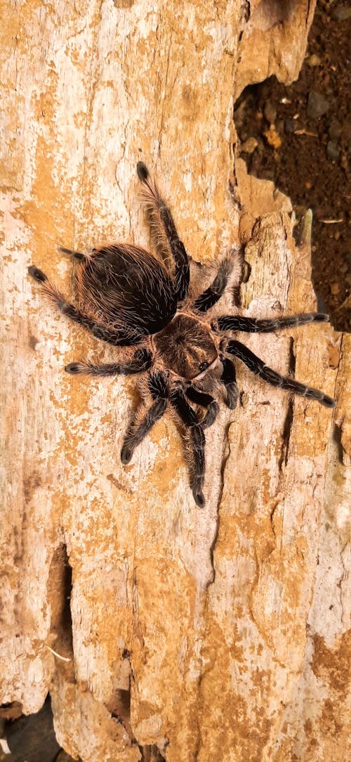 A Close-Up Shot of a Tarantula