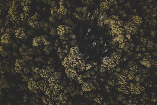 An aerial shot of lush forest canopy with a clearing at the center, captured in Chukai, Malaysia.