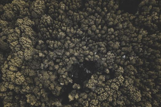 Drone shot capturing the lush treetops of a dense forest in Chukai, Terengganu.