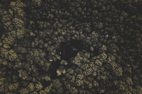 

An Aerial Shot of a Forest