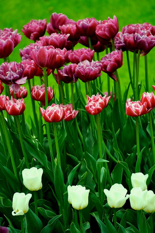 Free A Red and White Tulips in Full Bloom Stock Photo
