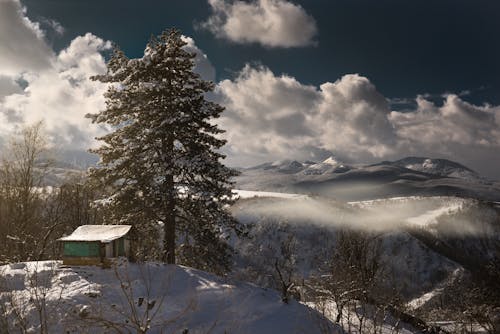 Green Pine Tree Beside a House on Snow Covered Ground Under White Clouds 