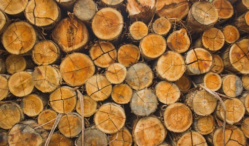 Бесплатное стоковое фото с бревна, лес, нарезанный