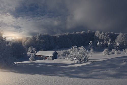 House and Trees Covered with Snow 