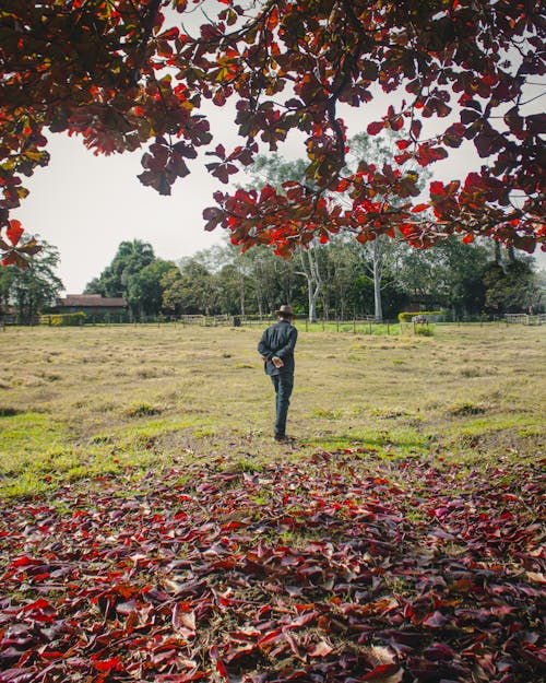 Back View of Man Standing on a Field with Fallen Maple Leaves