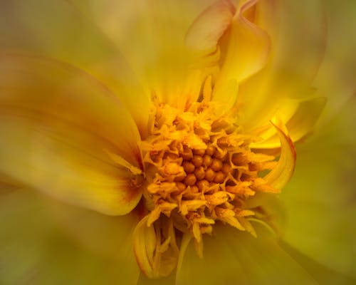 Free Yellow Flower Pistil in Macro Photography Stock Photo