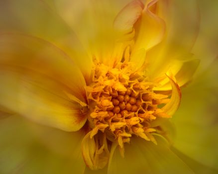 A detailed close-up of a blooming yellow flower, showcasing its petals and pollen.