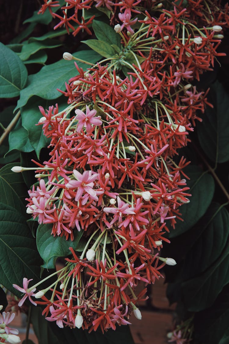 Rangoon Creeper Vine Plant In The Garden