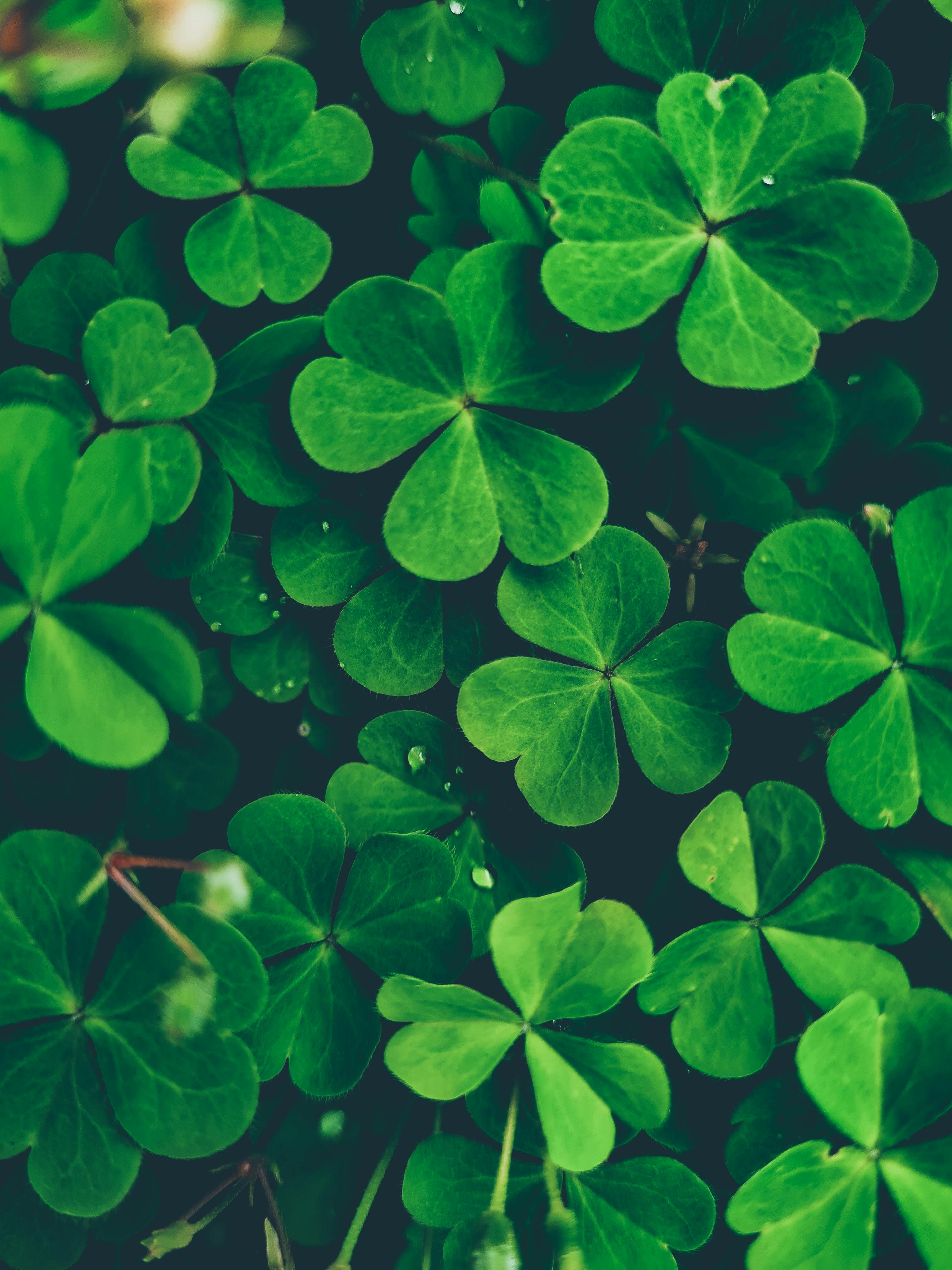 Four-leaf clover Wallpaper by pohlmannmark on DeviantArt