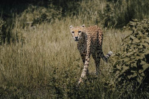 Free Wild graceful cheetah with brown fur and black spots strolling on grassy field near plants in savanna in daytime Stock Photo