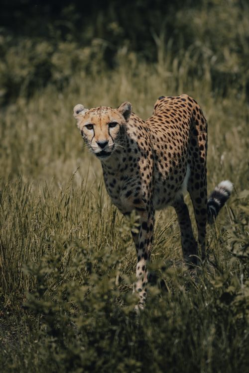 Free Wild cheetah with brown fur and black spots walking on grassy meadow near plants while looking at camera in savanna in daylight Stock Photo