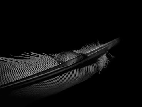 Water Droplet on a Feather 