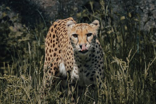 Cheetah on grassy meadow in savanna