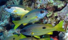 Blackspot Snappers Swimming on Sea Corals