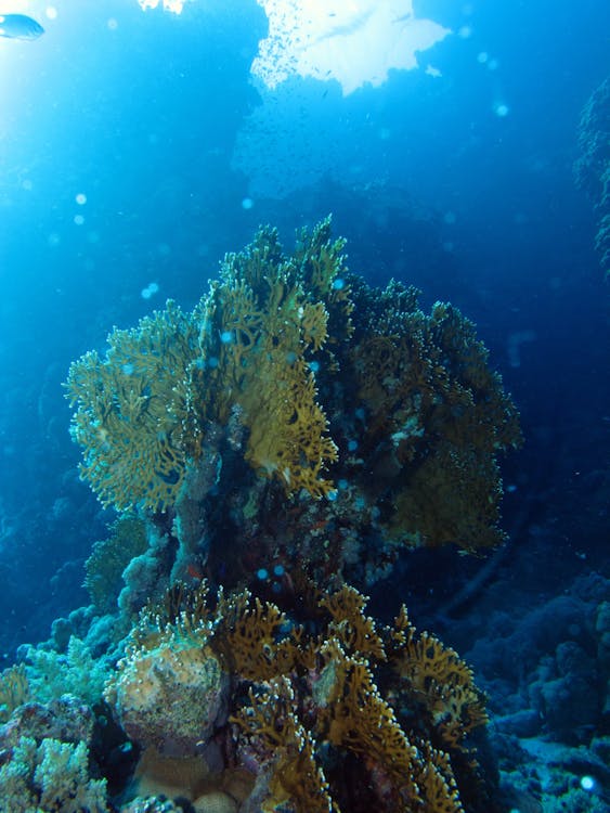 Coral in Underwater Photography