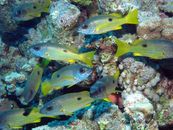 Yellow and Blue Fish on Water