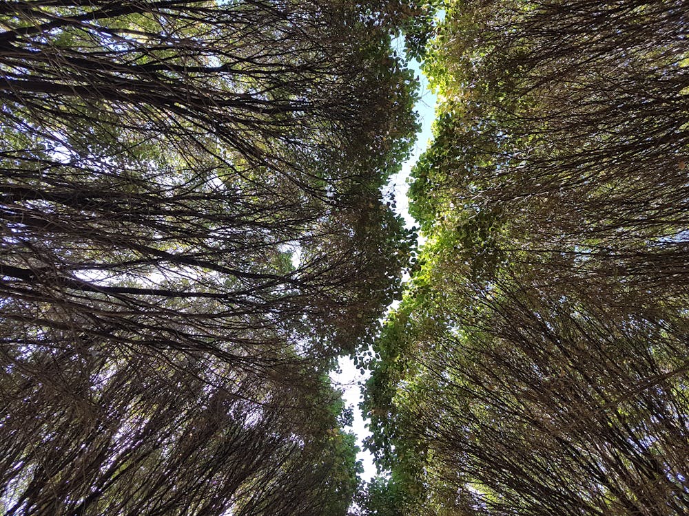 Free stock photo of mountain, park, tree