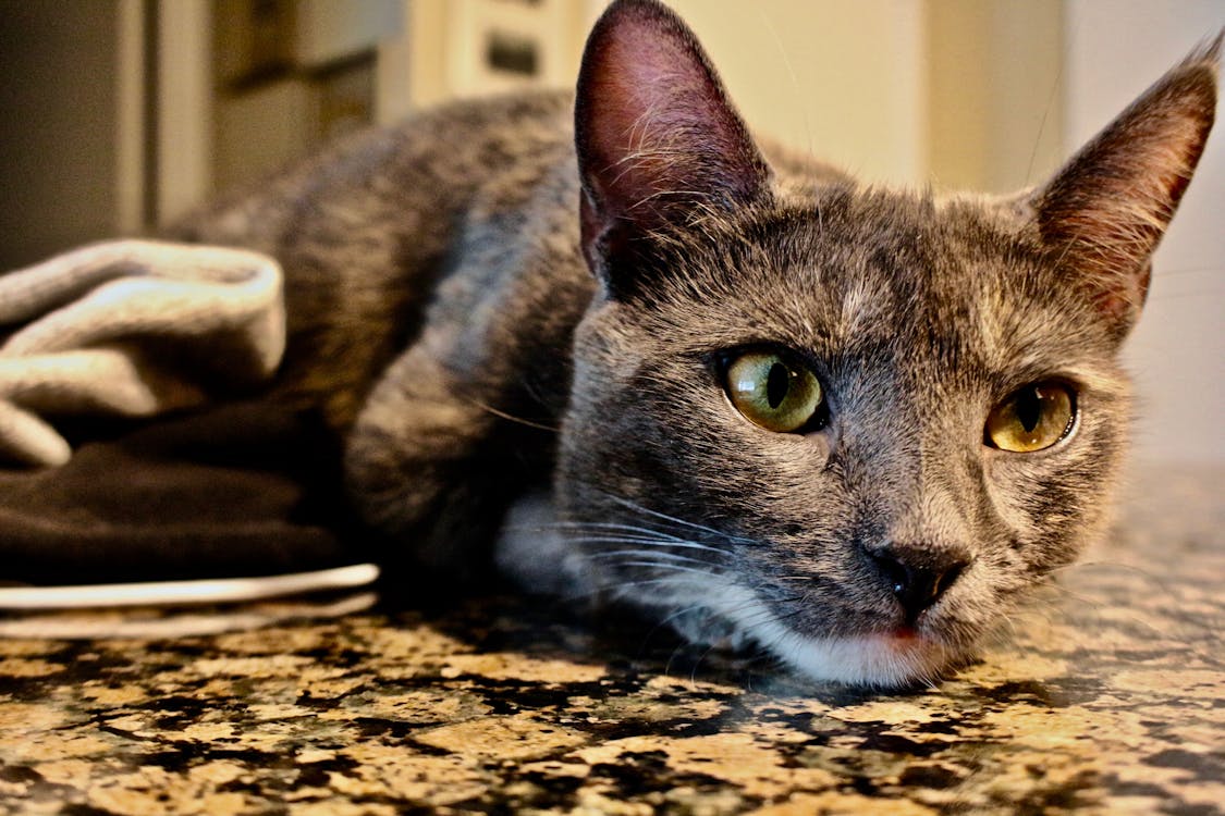 A Cat Lying Down on the Marble Flooring