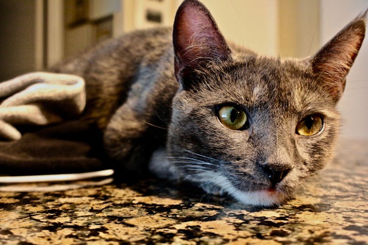 A Cat Lying Down On The Marble Flooring