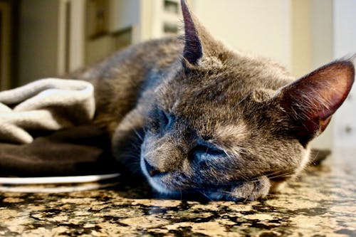 Close-Up of a Sleeping Cat 