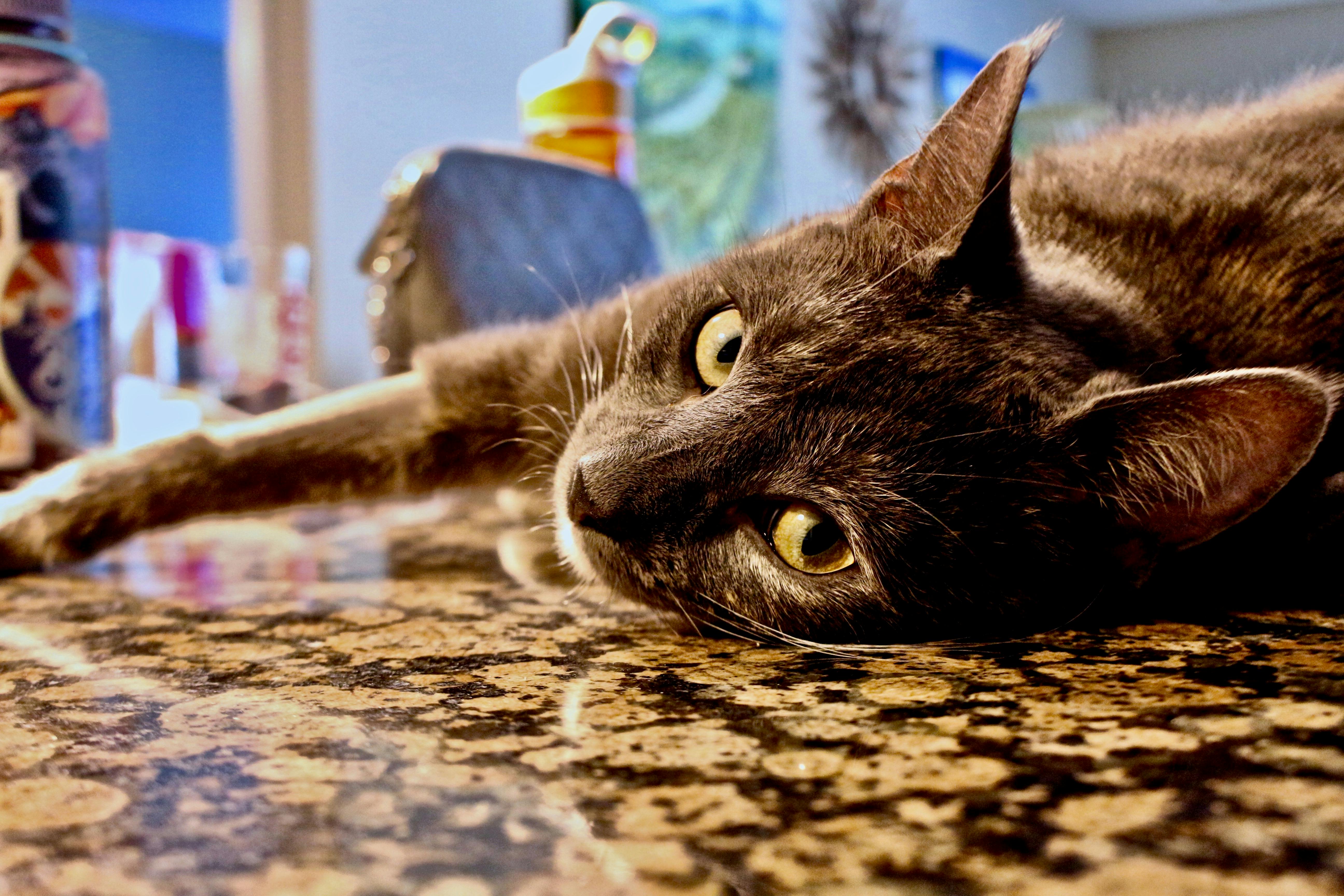 A gray cat rests comfortably on a marble countertop, showcasing its playful curiosity indoors.