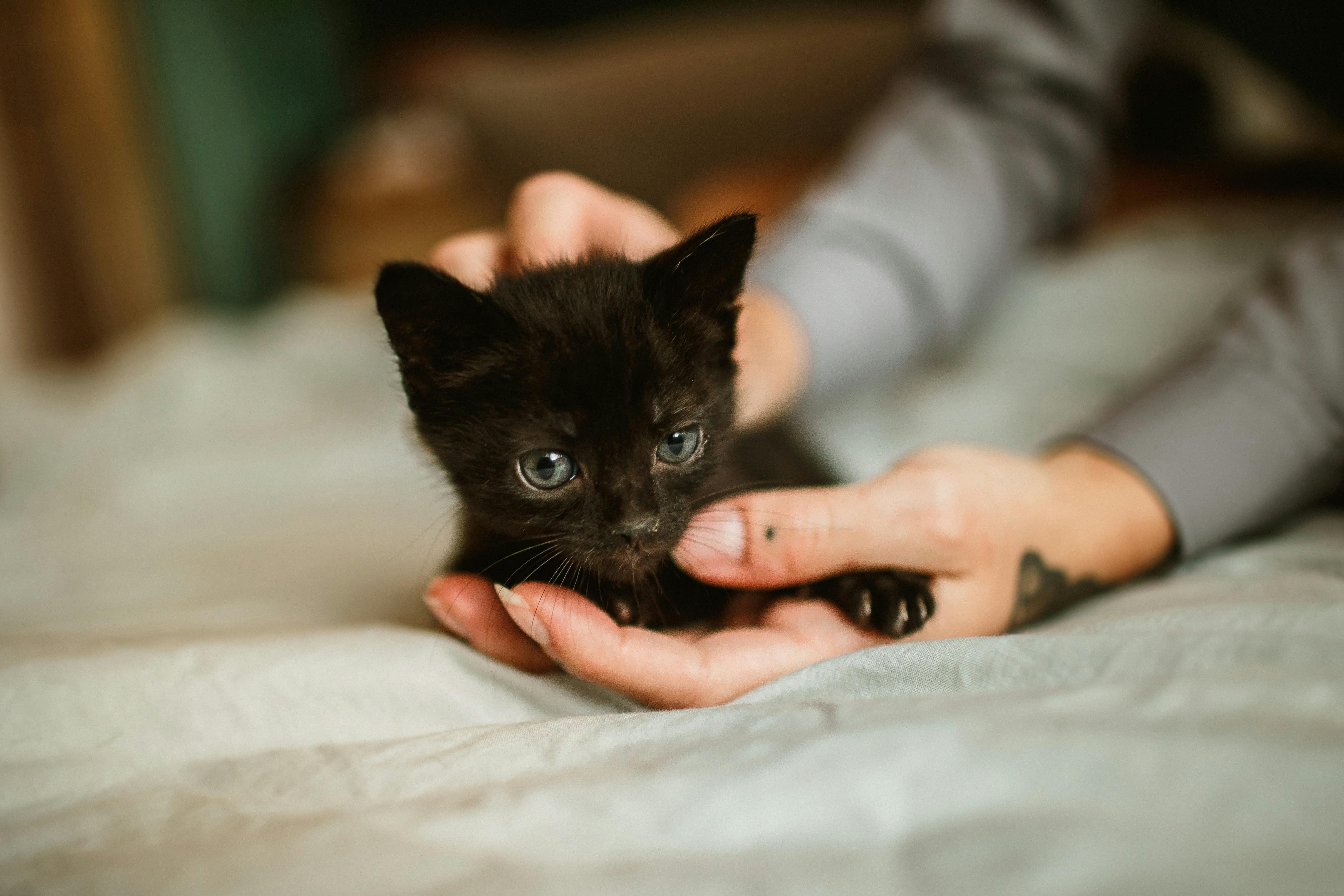 Adoption vs. Buying: What Bristol Cat Lovers Should Consider Before Bringing Home a Kitten