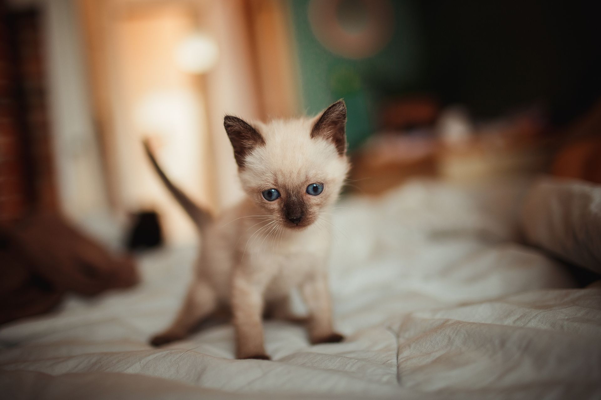 Siamese Kitten on White Textile