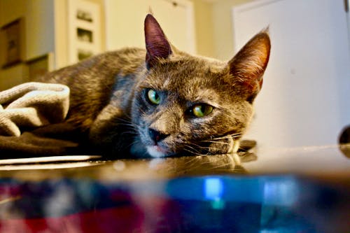 Close-Up Shot of a Cat 