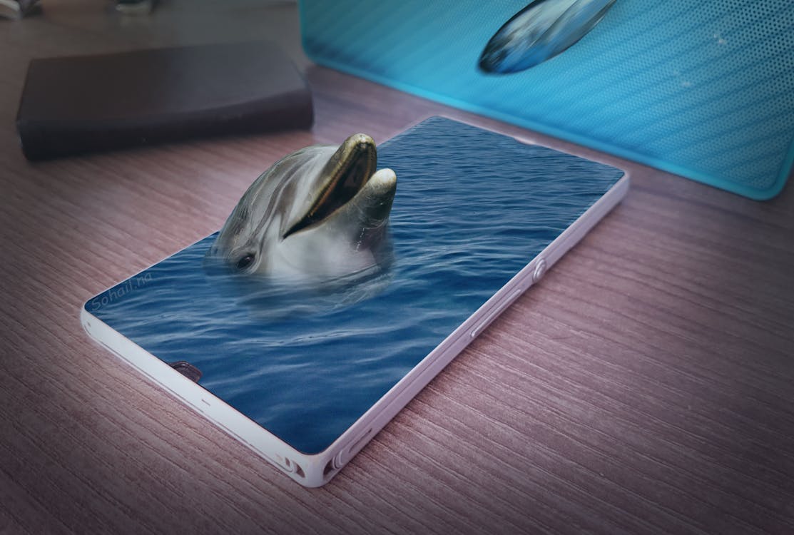 海豚, 混合照片, 電話 的 免费素材图片