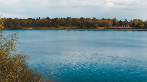 Immagine gratuita di acqua, alberi, alberi verdi