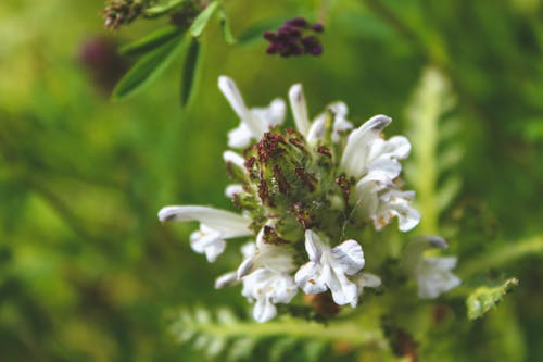 Free Focus Photography of White Flowers Stock Photo