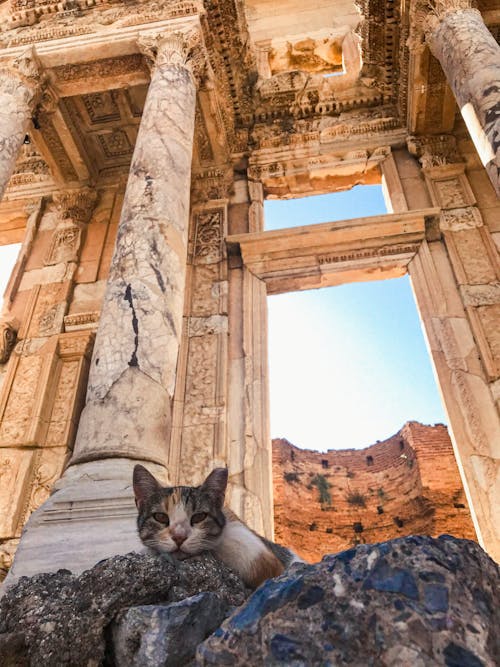 Cat Sitting in front of the Entrance of the Library of Celsus