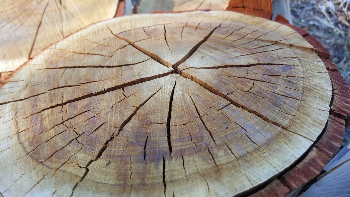 Free stock photo of chopped, cut, logs