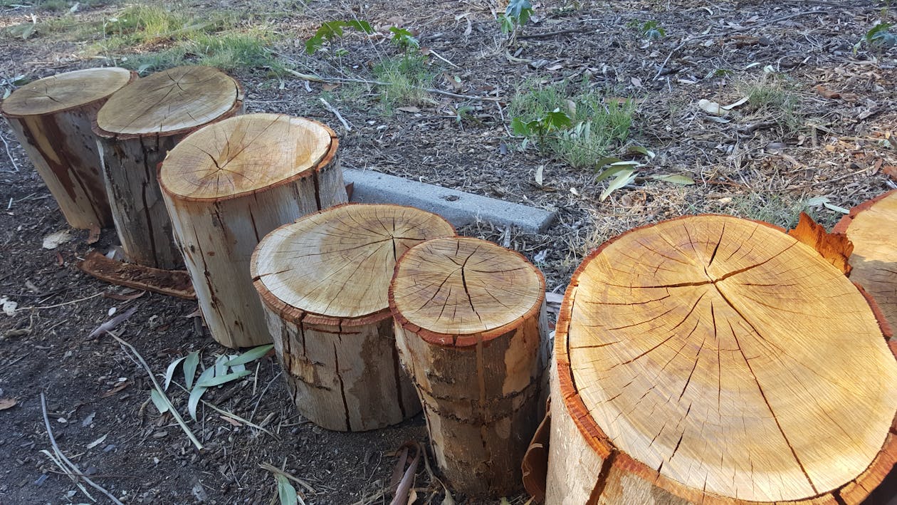 Free stock photo of chopped cut logs Free stock photo of chopped cut logs