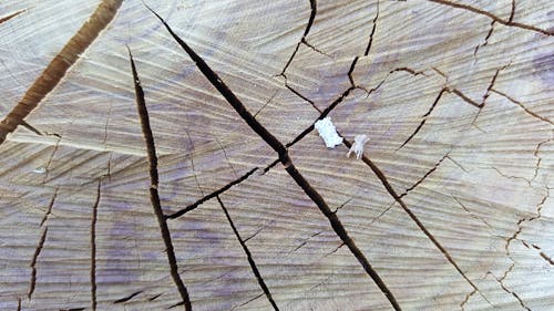 Foto profissional grátis de cepo de madeira, cortado, cortar