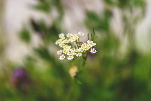 Безкоштовне стокове фото на тему «білі квіти, вродлива, зростання» стокове фото