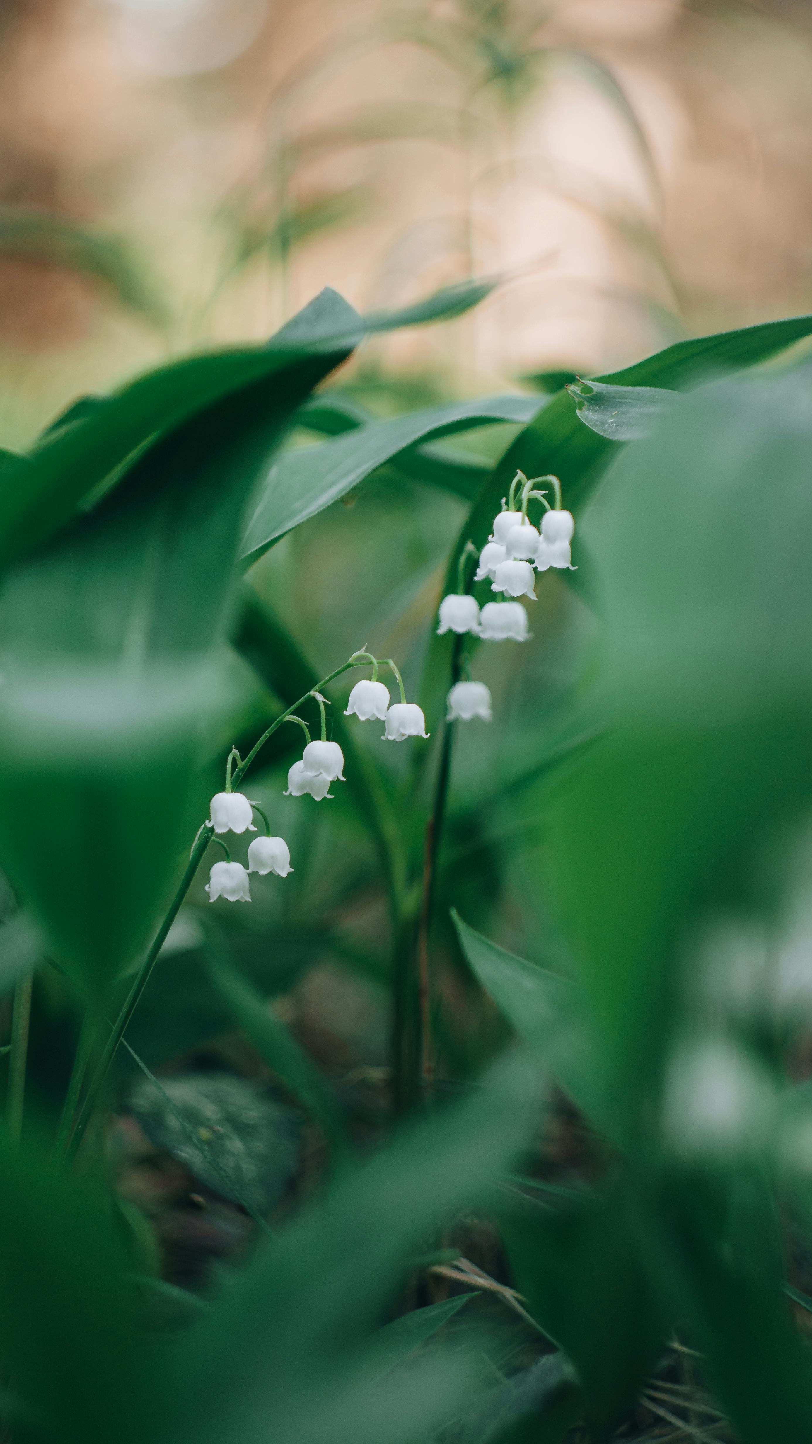 Premium AI Image  Blooming lily of the valley flowers with drops of water  closeup background Spring wallpaper Ai generated