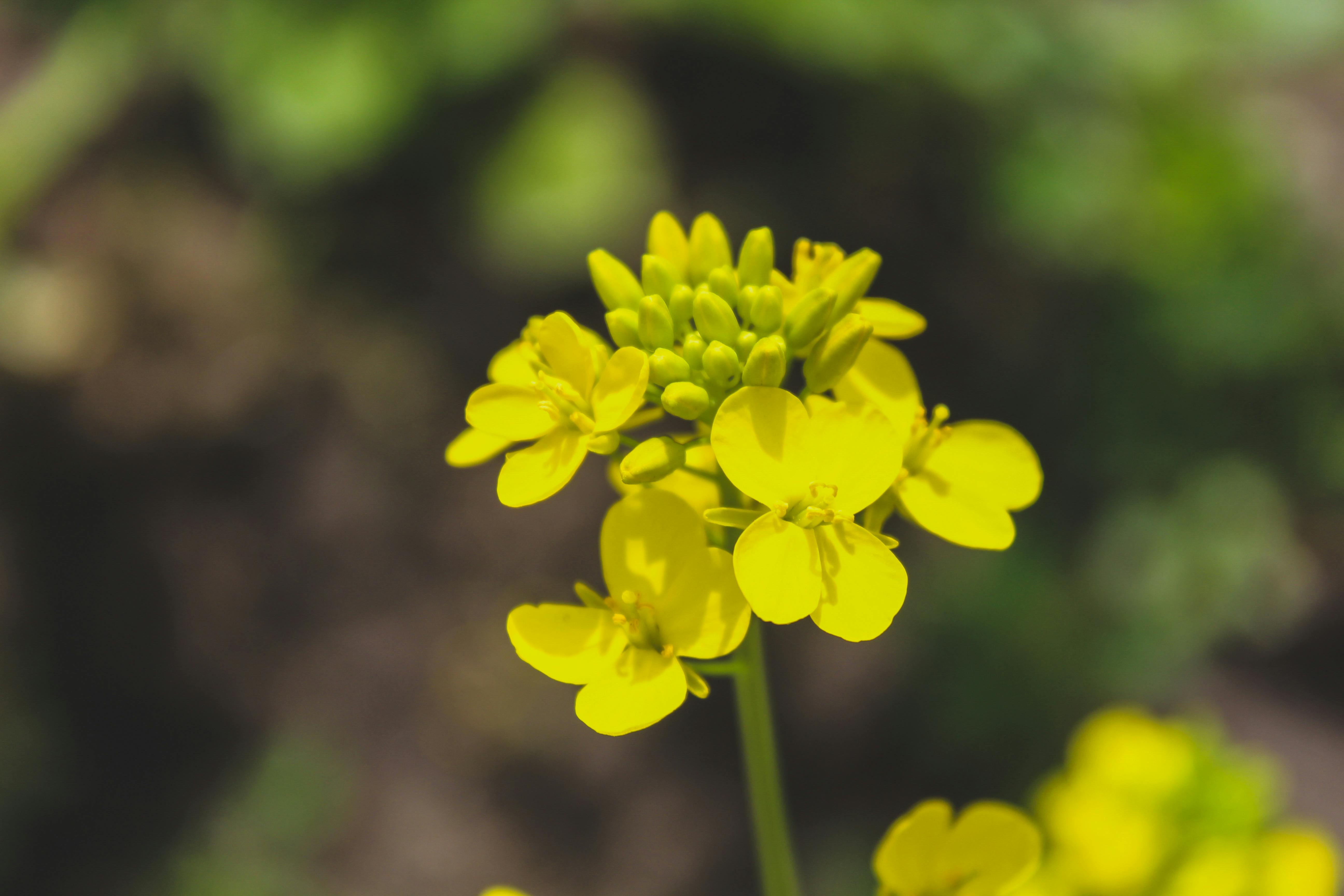 Free stock photo of flower, flowering plant, yellow flower