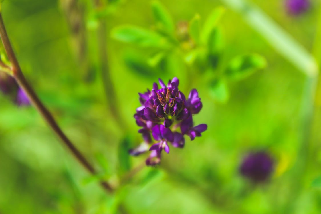 Photographie En Gros Plan De Fleurs Violettes