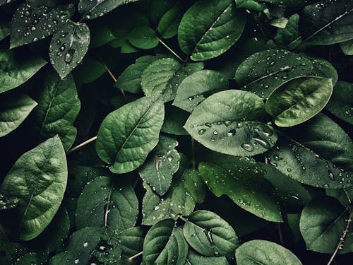 Fotografía En Primer Plano De Hojas Con Gotas