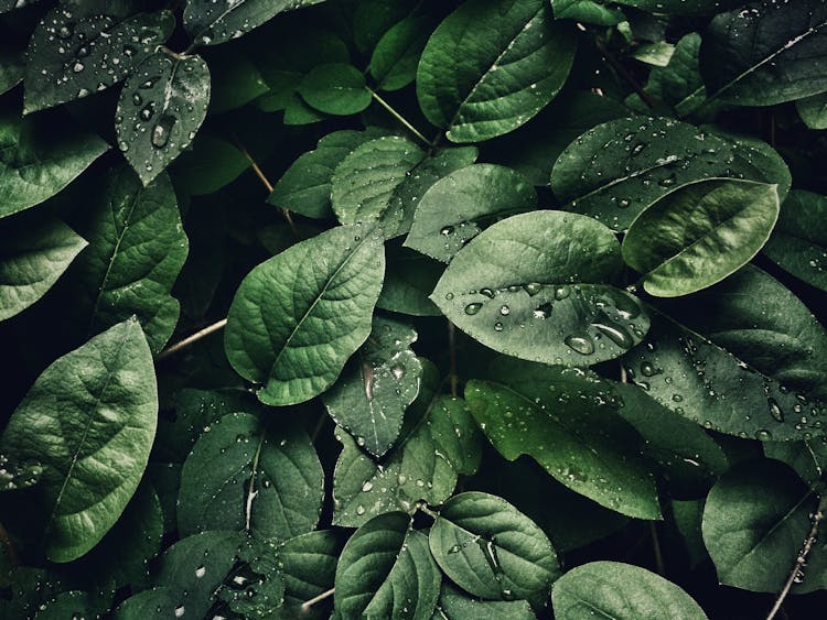 Close-Up Photography Of Leaves With Droplets