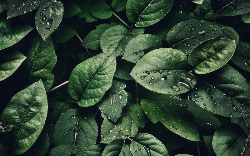 Detailed view of organic hemp leaves