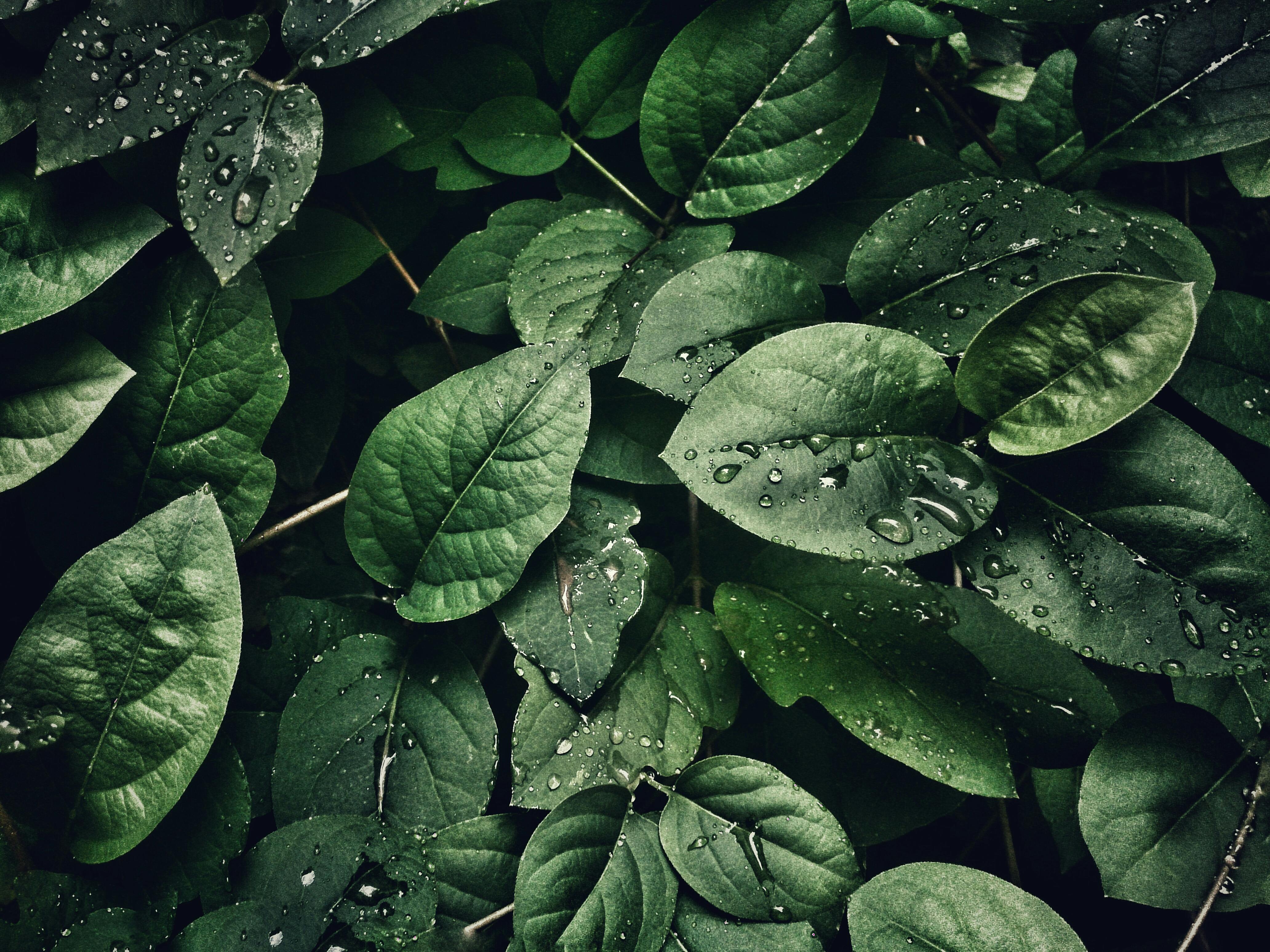 Leaves Photos, Download The BEST Free Leaves Stock Photos & HD Images